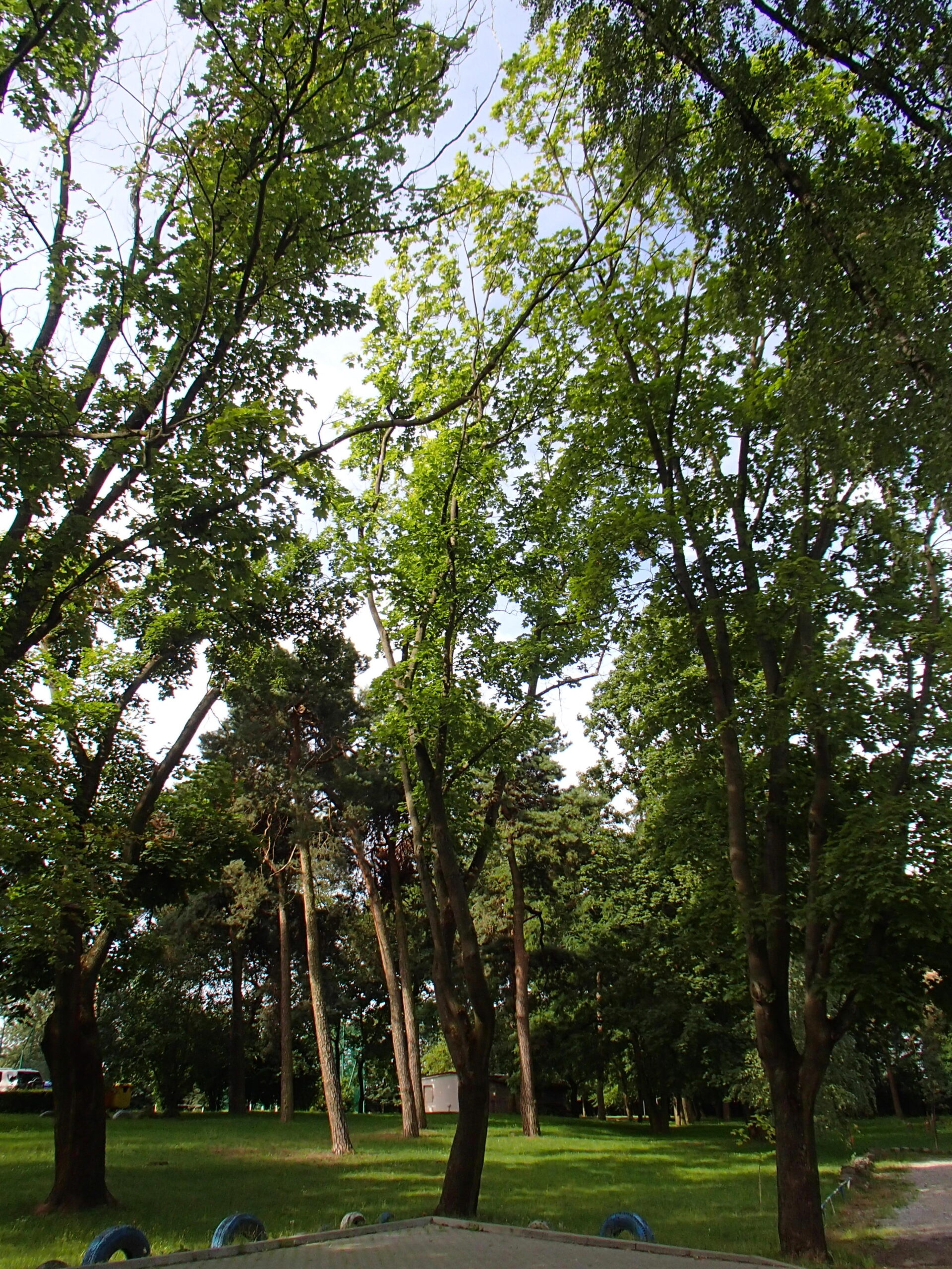 drzewa w Lublinie poddane leczeniu