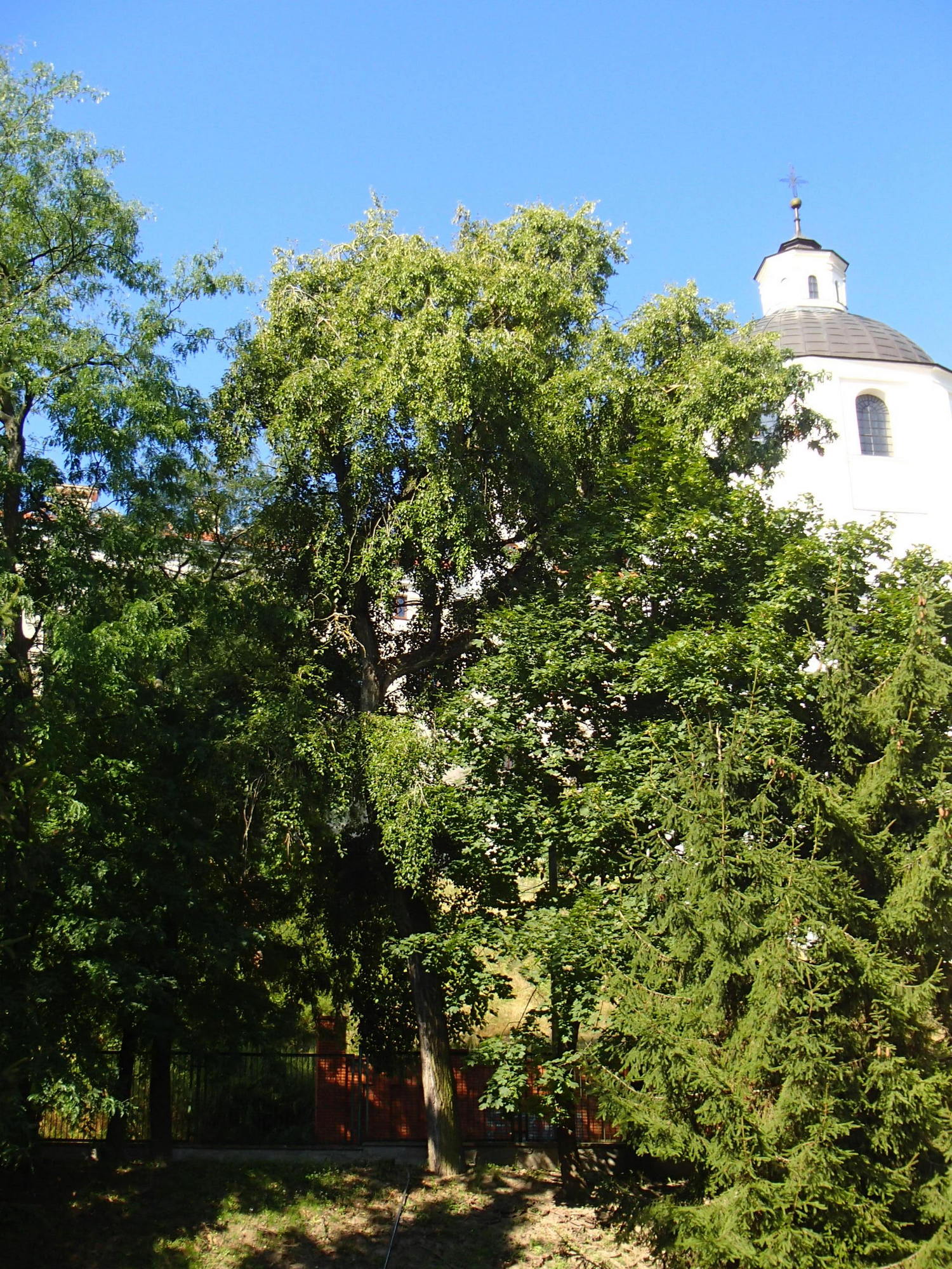 drzewa poddane leczeniu w Lublinie