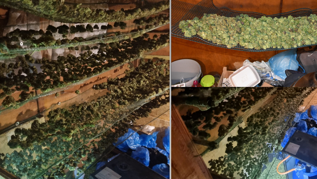 marihuana znaleziona na ogródkach działkowych w Chełmie