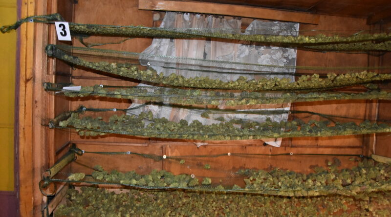 marihuana na ogródkach działkowych w Chełmie