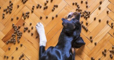 Właściwe żywienie psa – na co zwrócić uwagę?