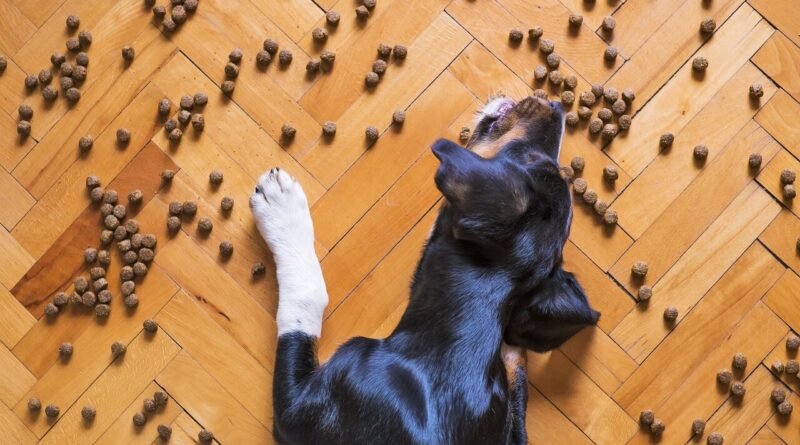 Właściwe żywienie psa – na co zwrócić uwagę?
