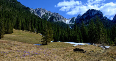 Kościelisko domek