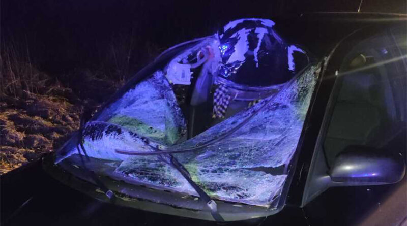 Groźne zderzenie samochodu osobowego z łosiem na DK-82 w miejscowości Świerszczów