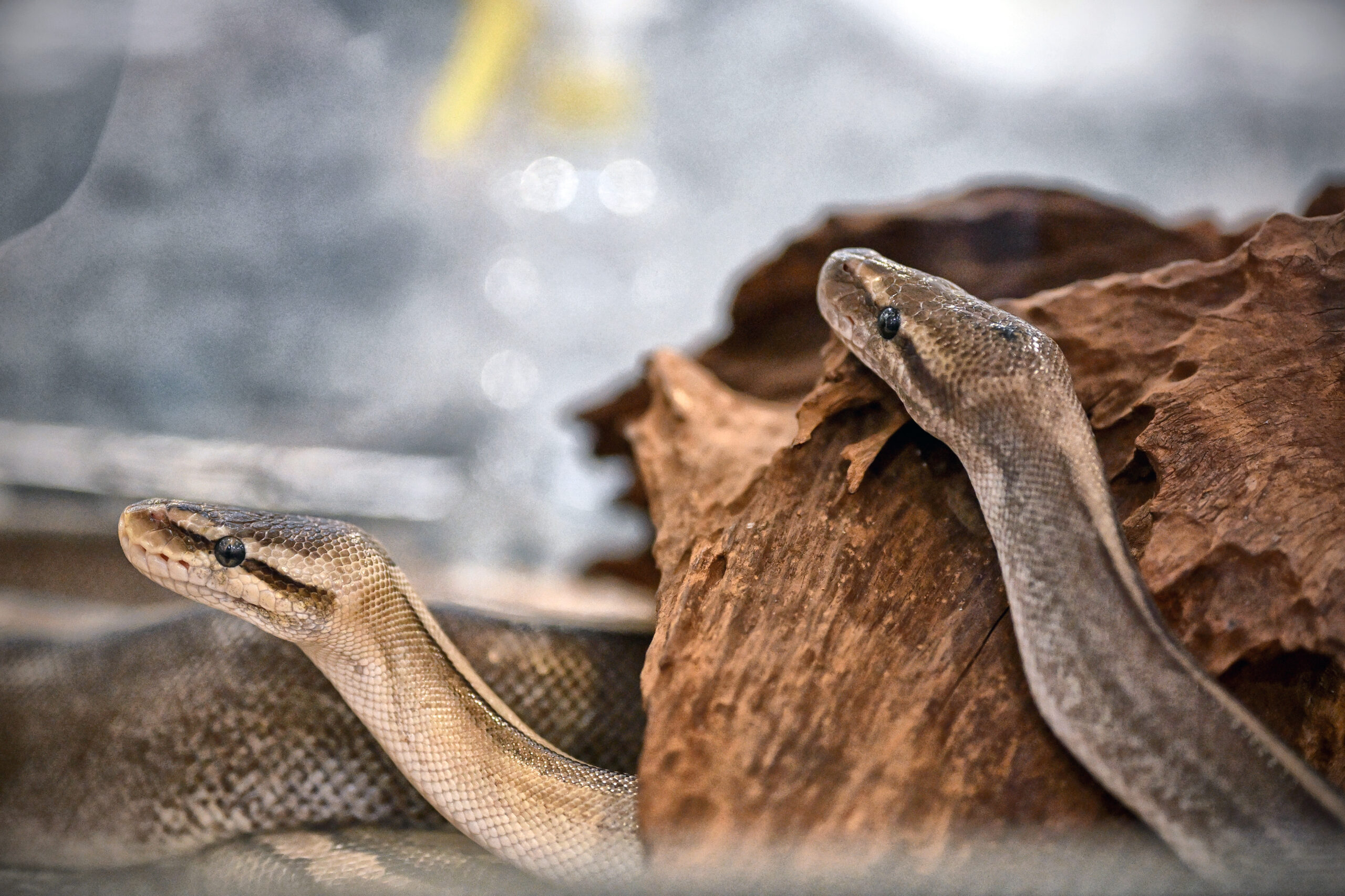 Wystawa i Targi Zoologiczne ZOOPARK