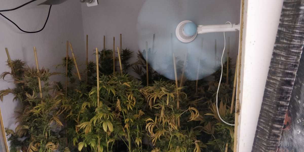 Domowa uprawa marihuany zlikwidowana przez policję. Mieszkaniec Lublina hodował rośliny w specjalnych namiotach