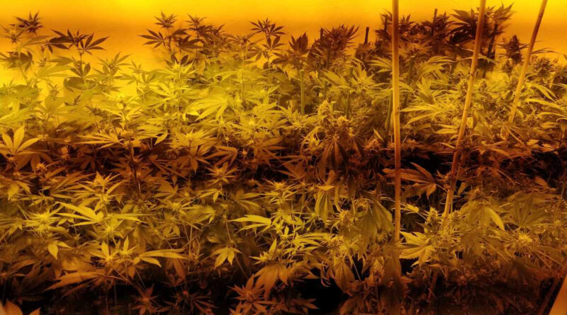 Domowa uprawa marihuany zlikwidowana przez policję. Mieszkaniec Lublina hodował rośliny w specjalnych namiotach