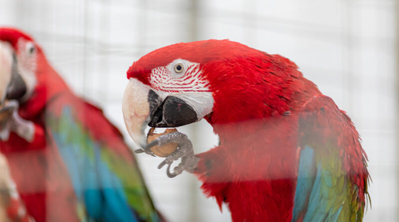 Wystawa i Targi Zoologiczne ZOOPARK