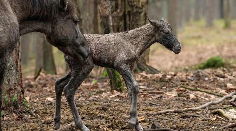 Roztoczański Park Narodowy cieszy się z narodzin kolejnych koników polskich