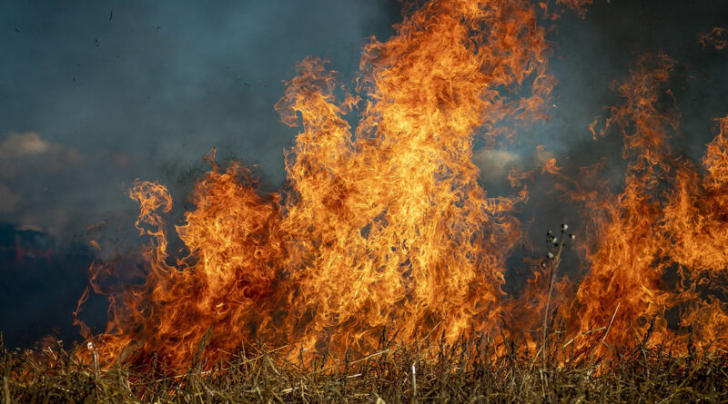 Strażacy alarmują: pożary traw pożerają zasoby i szkodzą ziemi