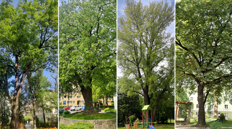 Lublin ma nowe pomniki przyrody