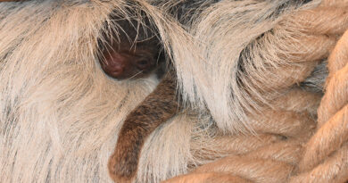 W zamojskim zoo po raz pierwszy przyszedł na świat leniwiec