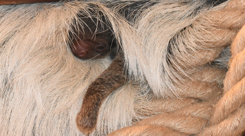 W zamojskim zoo po raz pierwszy przyszedł na świat leniwiec