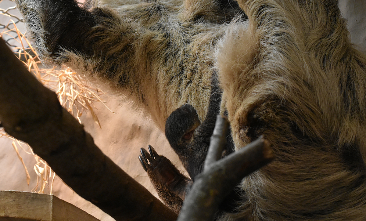 W zamojskim zoo po raz pierwszy przyszedł na świat leniwiec