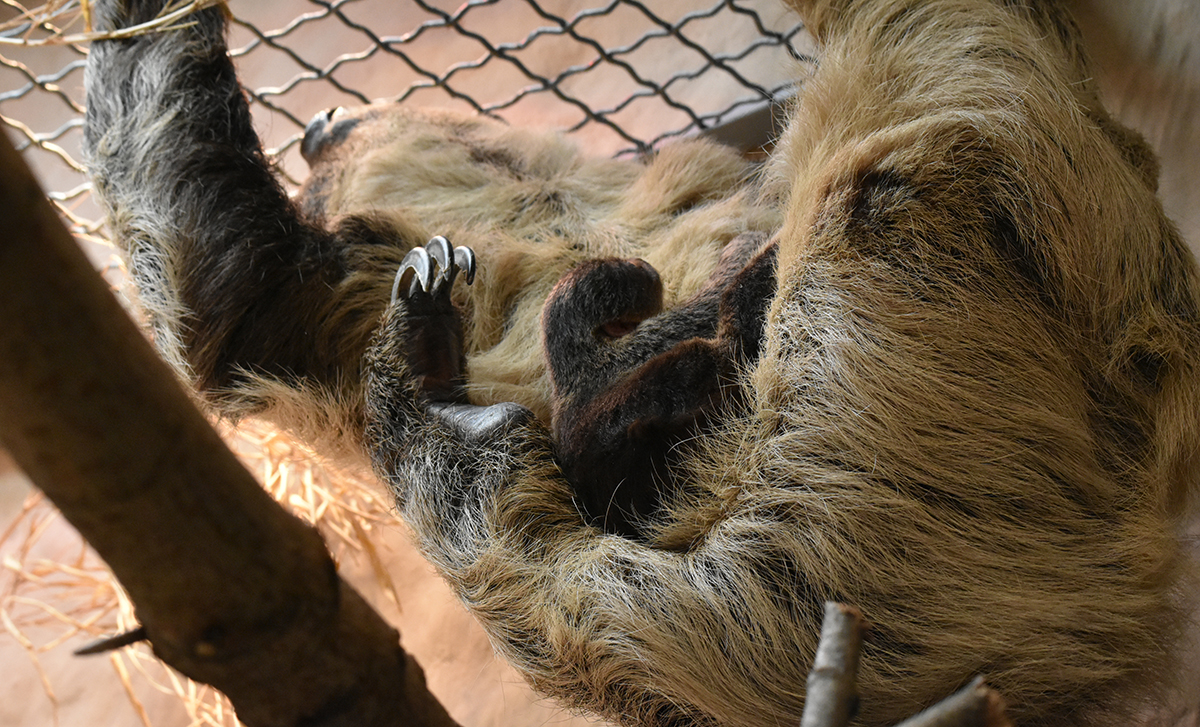 W zamojskim zoo po raz pierwszy przyszedł na świat leniwiec