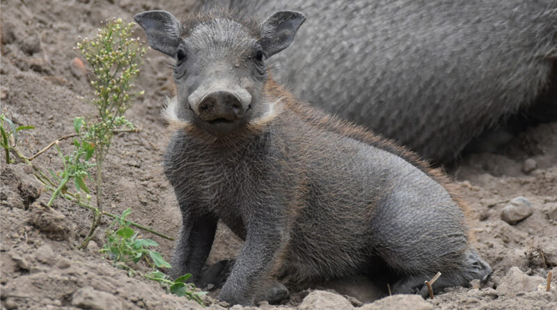 Zoo w Zamościu przywitało nowych mieszkańców