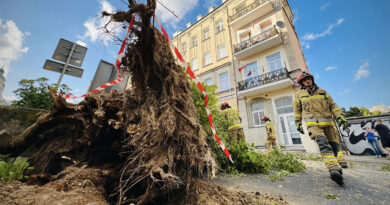 Ul. Bernardyńska. Wielkie drzewo runęło na jezdnię