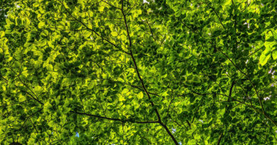 Patrzenie na zieleń może zwiększyć komfort życia mieszkańców miast. Najbardziej kojąco działał widok drzew