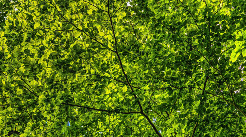 Patrzenie na zieleń może zwiększyć komfort życia mieszkańców miast. Najbardziej kojąco działał widok drzew