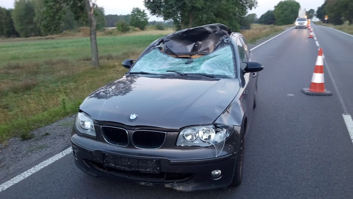 Groźne zdarzenie z łosiem miejscowości Sierskowola. Jedna osoba trafiła do szpitala