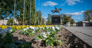 Wrzosy i kapusty wracają na lubelskie place