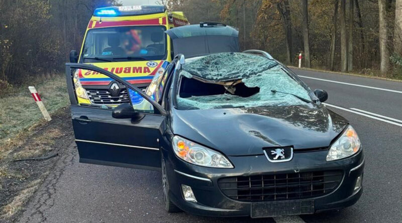 Zderzenie Peugeota z łosiem na krajowej dwójce