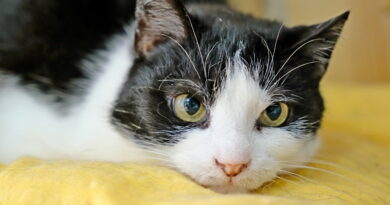 Lubelskie obchody Światowego Dnia Kota. W programie prelekcje, warsztaty i kocia loteria