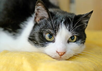 Lubelskie obchody Światowego Dnia Kota. W programie prelekcje, warsztaty i kocia loteria