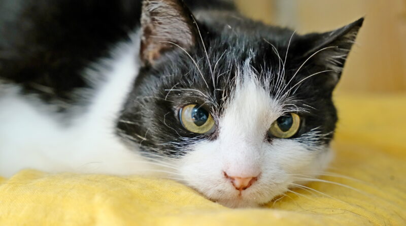 Lubelskie obchody Światowego Dnia Kota. W programie prelekcje, warsztaty i kocia loteria