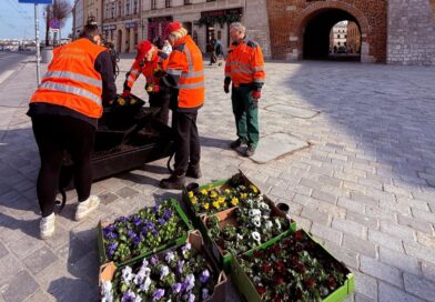 Wiosna w centrum Lublina. Na rabatach pojawi się ponad 8,6 tys. bratków