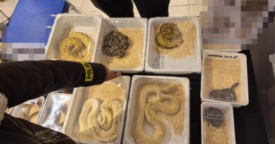 Kameleony i węże z fałszywymi papierami. 28-latka zatrzymana na targach w Lublinie