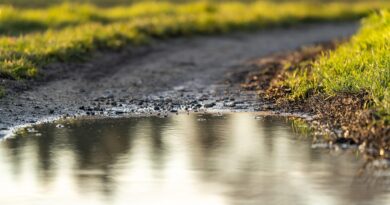 Zielony Budżet rozstrzygnięty. Tym razem Miasto stawia na zatrzymywanie deszczówki