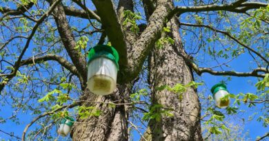 Tajemnicze pułapki zawisły na lubelskich kasztanowcach