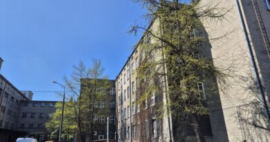 Miłorzęby na Tytoniach dołączą do lubelskich pomników przyrody