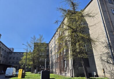 Miłorzęby na Tytoniach dołączą do lubelskich pomników przyrody