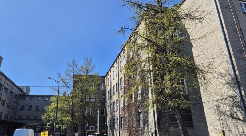 Miłorzęby na Tytoniach dołączą do lubelskich pomników przyrody