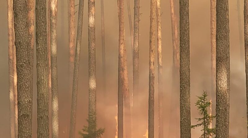 Trwa walka z pożarem Puszczy Solskiej. W akcji uczestniczy ponad 450 strażaków