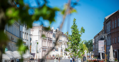 Nowe drzewa rosną już na Krakowskim Przedmieściu. Wkrótce zakończy się wymiana platanów