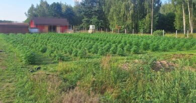 Blisko 1300 krzaków konopi i 4 kg marihuany. Policjanci zlikwidowali nielegalną plantację