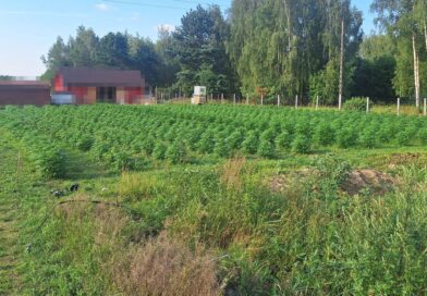 Blisko 1300 krzaków konopi i 4 kg marihuany. Policjanci zlikwidowali nielegalną plantację