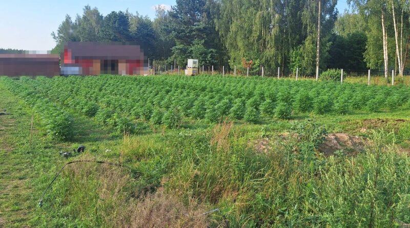 Blisko 1300 krzaków konopi i 4 kg marihuany. Policjanci zlikwidowali nielegalną plantację