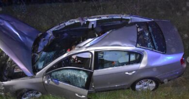 Łoś wbiegł na ekspresówkę pod Lublinem. Volkswagen wylądował w rowie